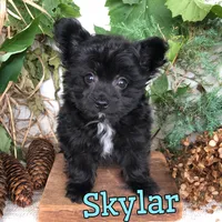 Skylar, a male Pomapoo for sale in Byron, MI – 2 of 3