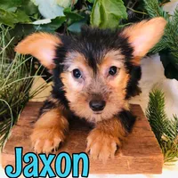 Jaxon, a female Yorkshire Terrier for sale in Byron, MI – 2 of 3