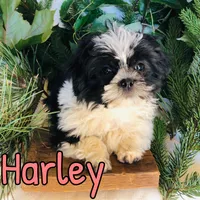 Harley, a female Shihpoo for sale in Byron, MI – 3 of 3