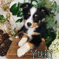 Yuki, a male Miniature Australian Shepherd for sale in Byron, MI – 3 of 4