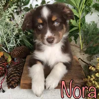Nora, a female Miniature Australian Shepherd for sale in Byron, MI – 2 of 3