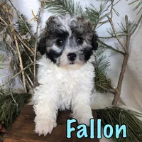Fallon, a male Bichon Frise and Shihpoo for sale in Byron, MI – Photo 3 of 3