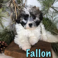Fallon, a male Bichon Frise and Shihpoo for sale in Byron, MI – Photo 2 of 3