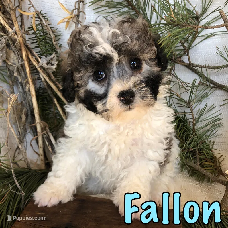 Fallon – Bichon Frise, Shihpoo puppy for sale in Byron, MI