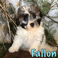 Fallon, a male Bichon Frise and Shihpoo for sale in Byron, MI – Photo 1 of 3