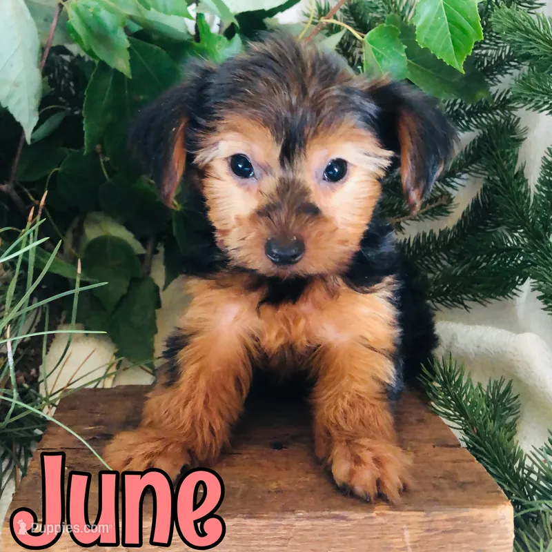 June – Yorkshire Terrier puppy for sale in Byron, MI