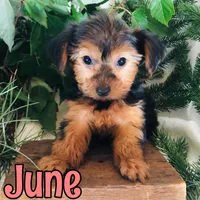 June, a female Yorkshire Terrier for sale in Byron, MI – 1 of 3