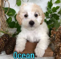 Ocean, a male Bichpoo for sale in Byron, MI – 1 of 3