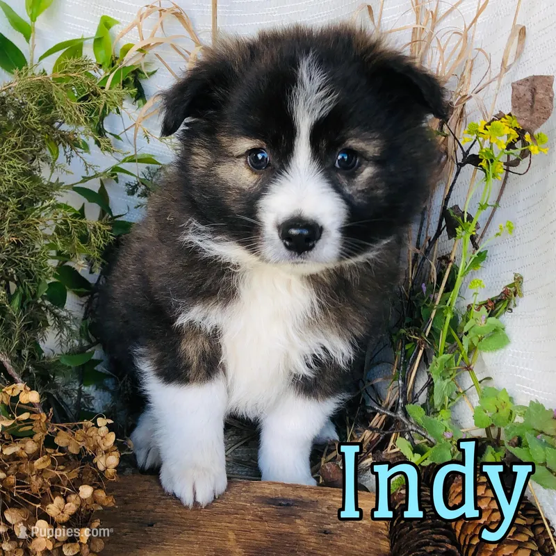 Indy, a male Great Pyrenees and Miniature Australian Shepherd for sale in Byron, MI – Photo 1 of 3