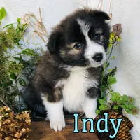 Indy, a male Great Pyrenees and Miniature Australian Shepherd for sale in Byron, MI – Photo 2 of 3