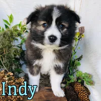 Indy, a male Great Pyrenees and Miniature Australian Shepherd for sale in Byron, MI – Photo 3 of 3