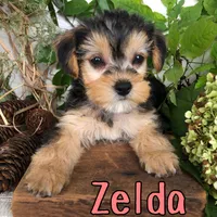Zelda, a female Yorkshire Terrier and Bichpoo for sale in Byron, MI – 2 of 3