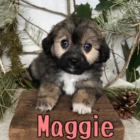 Maggie, a female Miniature Aussiedoodle for sale in Byron, MI – 2 of 3