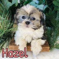Hazel, a female Shihpoo for sale in Byron, MI – 3 of 3