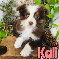 Kali, a female Miniature Australian Shepherd for sale in Byron, MI – 2 of 3