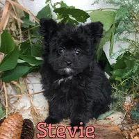 Stevie, a female Pomapoo for sale in Byron, MI – 1 of 3