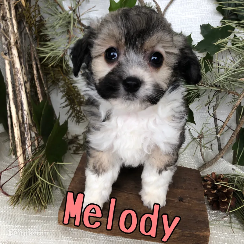 Melody  – Aussiedoodle puppy for sale in Byron, MI