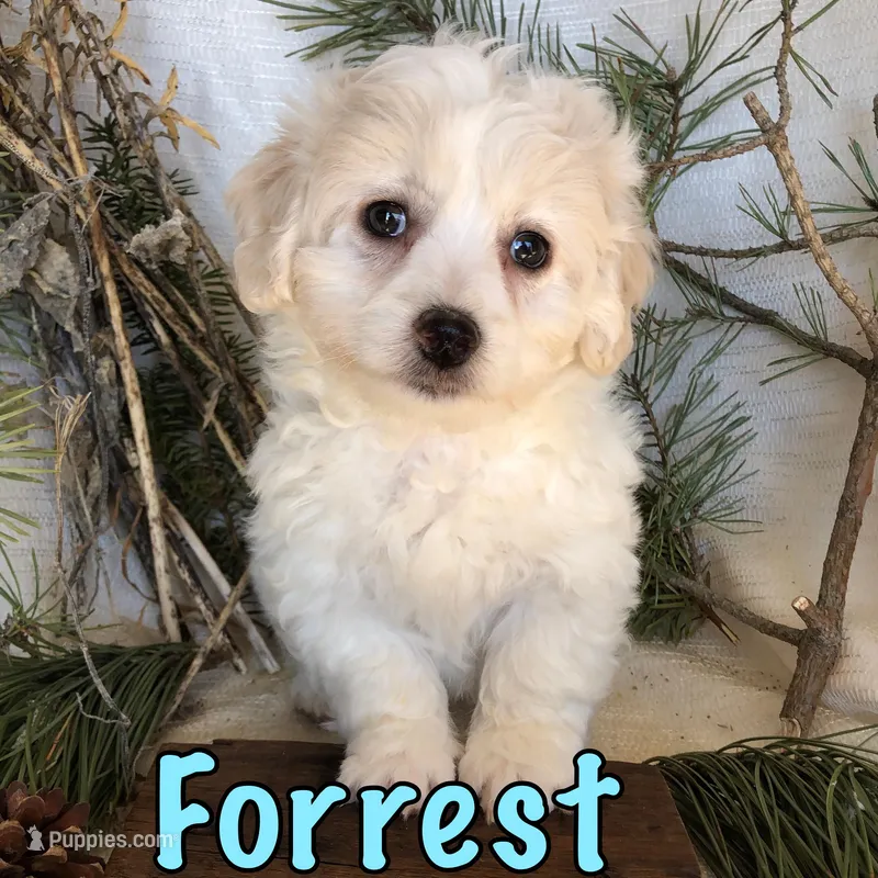 Forrest – Bichon Frise, Shihpoo puppy for sale in Byron, MI