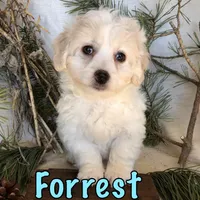 Forrest, a male Bichon Frise and Shihpoo for sale in Byron, MI – Photo 1 of 3