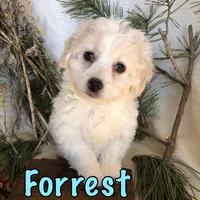 Forrest, a male Bichon Frise and Shihpoo for sale in Byron, MI – Photo 3 of 3