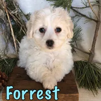 Forrest, a male Bichon Frise and Shihpoo for sale in Byron, MI – Photo 2 of 3
