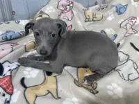 Flower, a female Italian Greyhound for sale in Willow Springs, MO – 4 of 4