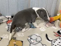 Camo, a male Italian Greyhound for sale in Willow Springs, MO – 4 of 7