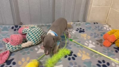 Dovie, a female Italian Greyhound for sale in Willow Springs, MO – 7 of 7