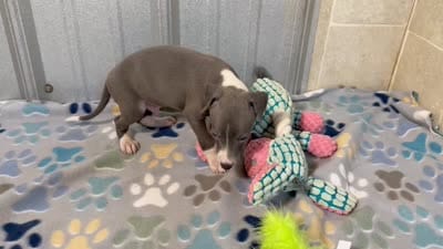 Donk, a male Italian Greyhound for sale in Willow Springs, MO – 7 of 7