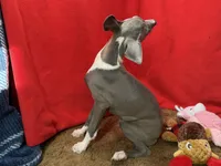 Chelsee, a female Italian Greyhound for sale in Willow Springs, MO – Photo 4 of 4