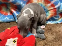 Chelsee, a female Italian Greyhound for sale in Willow Springs, MO – Photo 3 of 4