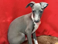 Chelsee, a female Italian Greyhound for sale in Willow Springs, MO – Photo 2 of 4