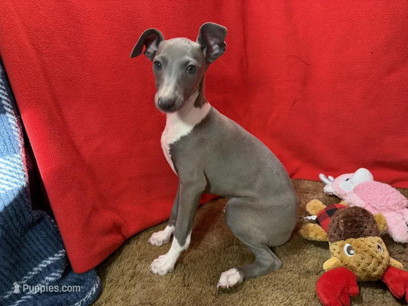Chelsee, a female Italian Greyhound for sale in Willow Springs, MO – Photo 1 of 4