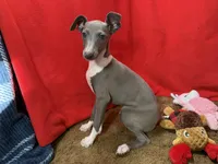 Chelsee, a female Italian Greyhound for sale in Willow Springs, MO – Photo 1 of 4
