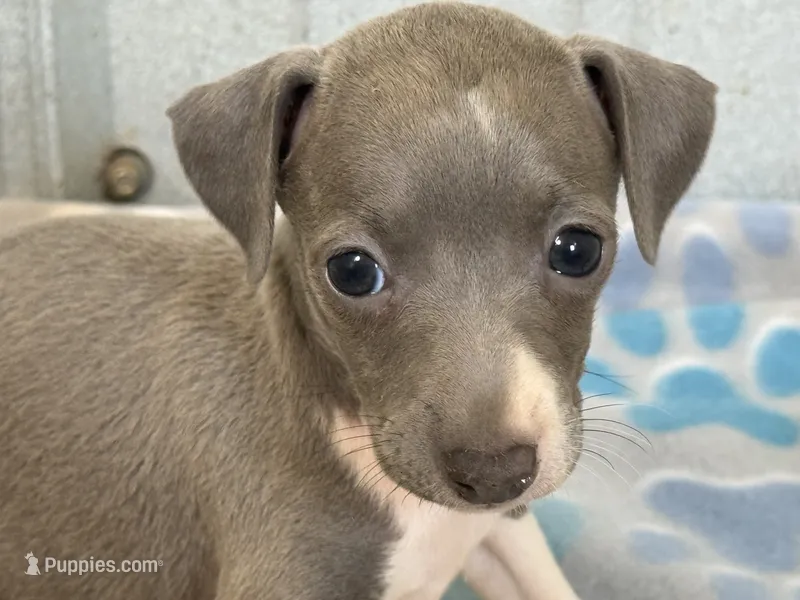 Swan – Italian Greyhound puppy for sale in Willow Springs, MO
