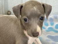 Swan, a female Italian Greyhound for sale in Willow Springs, MO – 1 of 7