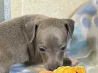Tigerlily, a female Italian Greyhound for sale in Willow Springs, MO – 2 of 6