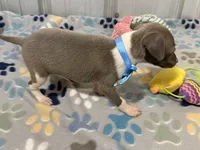 Dovie, a female Italian Greyhound for sale in Willow Springs, MO – 6 of 7