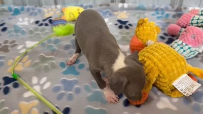 Swan, a female Italian Greyhound for sale in Willow Springs, MO – 7 of 7