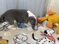 Camo, a male Italian Greyhound for sale in Willow Springs, MO – 6 of 7