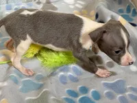 Tiny Tot, a female Italian Greyhound for sale in Willow Springs, MO – 4 of 7