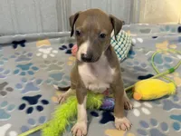 Mr. Orange, a male Italian Greyhound for sale in Willow Springs, MO – 6 of 8