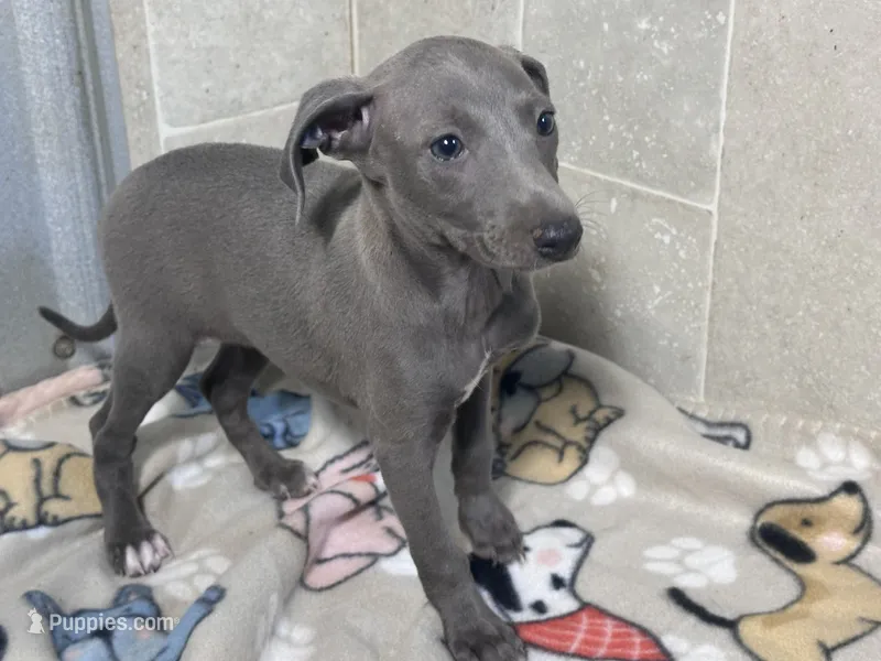 Flower – Italian Greyhound puppy for sale in Willow Springs, MO