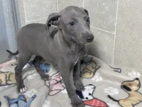 Flower, a female Italian Greyhound for sale in Willow Springs, MO – 1 of 4