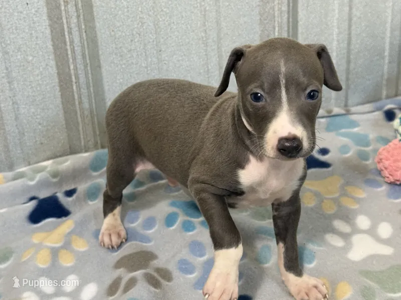 Donk – Italian Greyhound puppy for sale in Willow Springs, MO