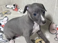 Bondo, a male Italian Greyhound for sale in Willow Springs, MO – 4 of 4