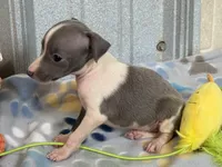 Tiny Tot, a female Italian Greyhound for sale in Willow Springs, MO – 5 of 7