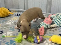 Mr. Orange, a male Italian Greyhound for sale in Willow Springs, MO – 4 of 8