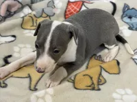 Camo, a male Italian Greyhound for sale in Willow Springs, MO – 2 of 7