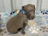 Shark, a male Italian Greyhound for sale in Willow Springs, MO – 4 of 7